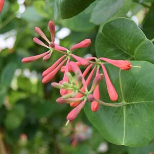 Lonicera × brownii 'Dropmore Scarlet' 150-175 cm